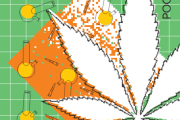 Pocket-Info-Cannabis-230113